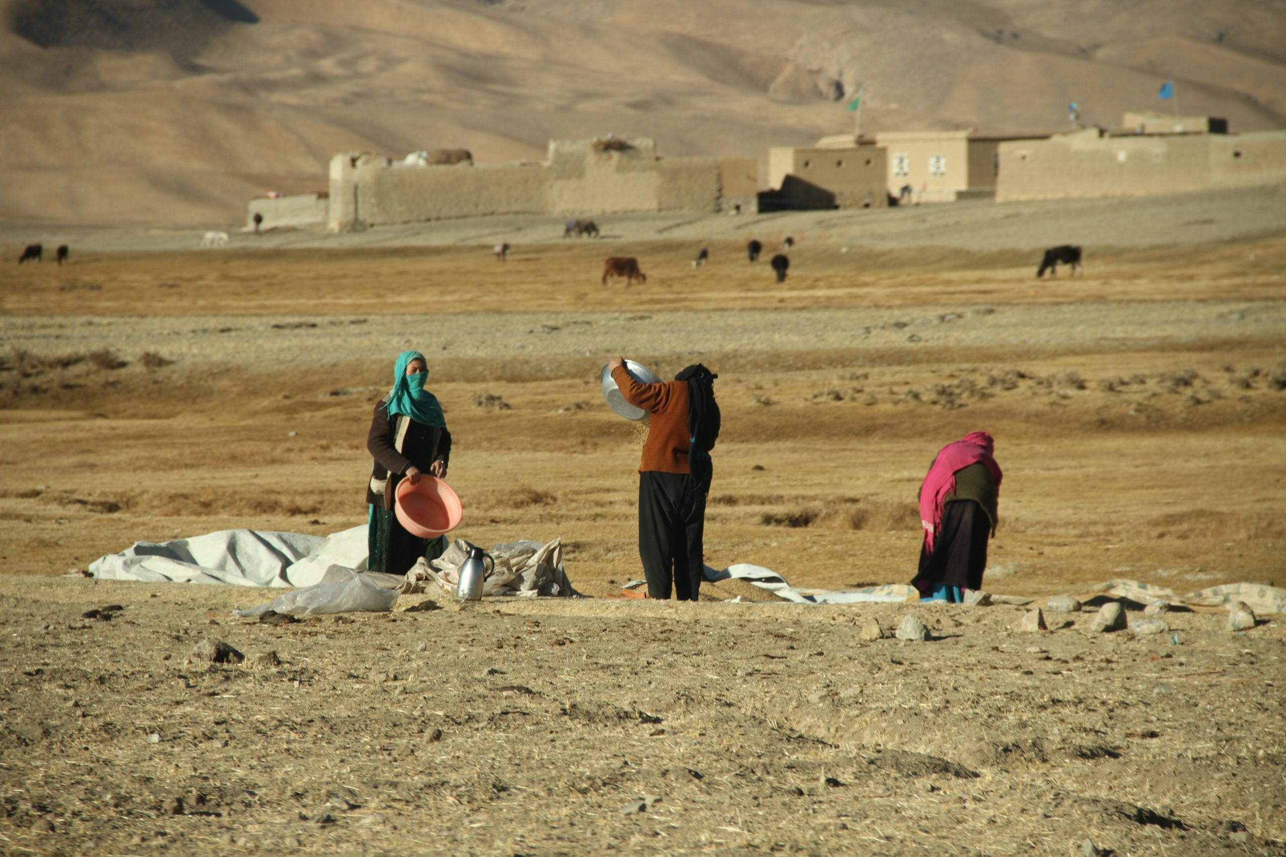 DACAAR hyrer 100 kvinder i Afghanistan og er tilbage på fuld styrke